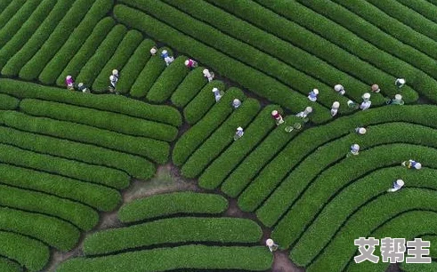 国产久爱青草视频在线观看：震惊！这部影片竟然引发了全国范围内的热议，网友们纷纷表示无法自拔！