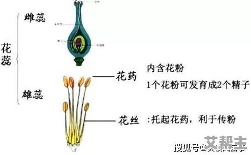 双性花蒂尿孔bl：科学家发现其在植物繁殖中的惊人作用，颠覆传统生物学认知！