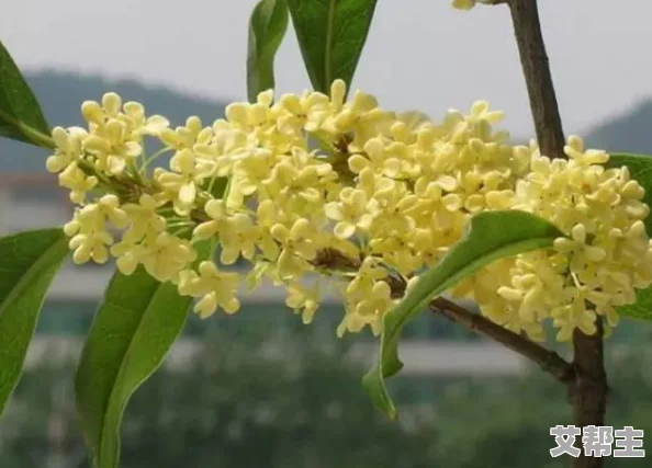 杨大壮和田桂花的第二十九次相遇，感情升温，共同参与社区活动，展现甜蜜互动