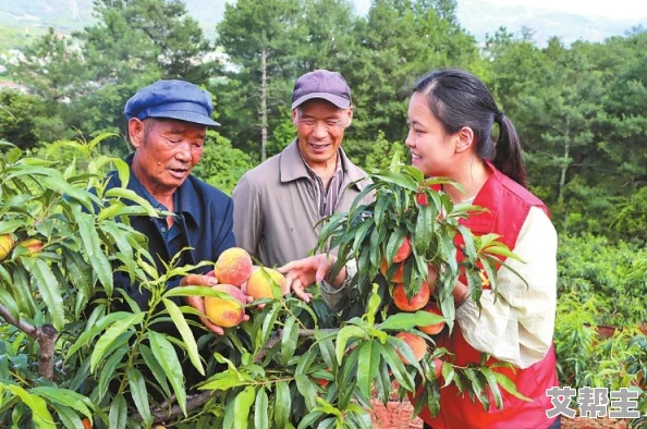 水蜜桃21987：新一季水蜜桃丰收在即，果农分享种植经验与市场前景分析